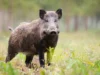 Дикие свиньи активизировались в районах Техаса